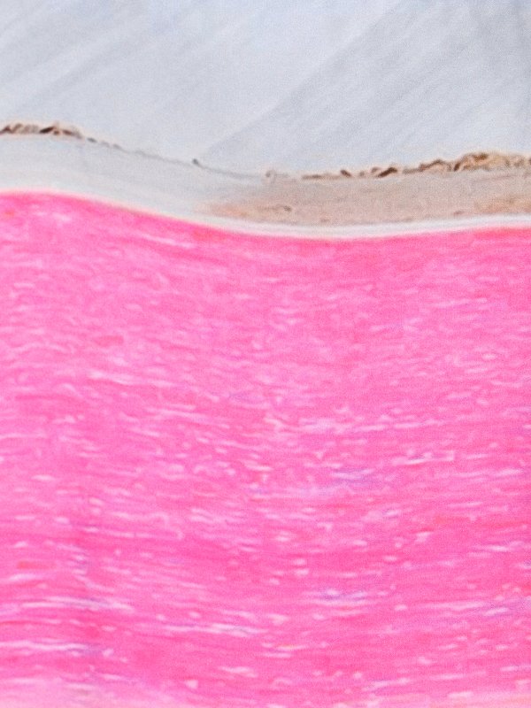 BLUE SKY INN buy online Hemd - Bunt