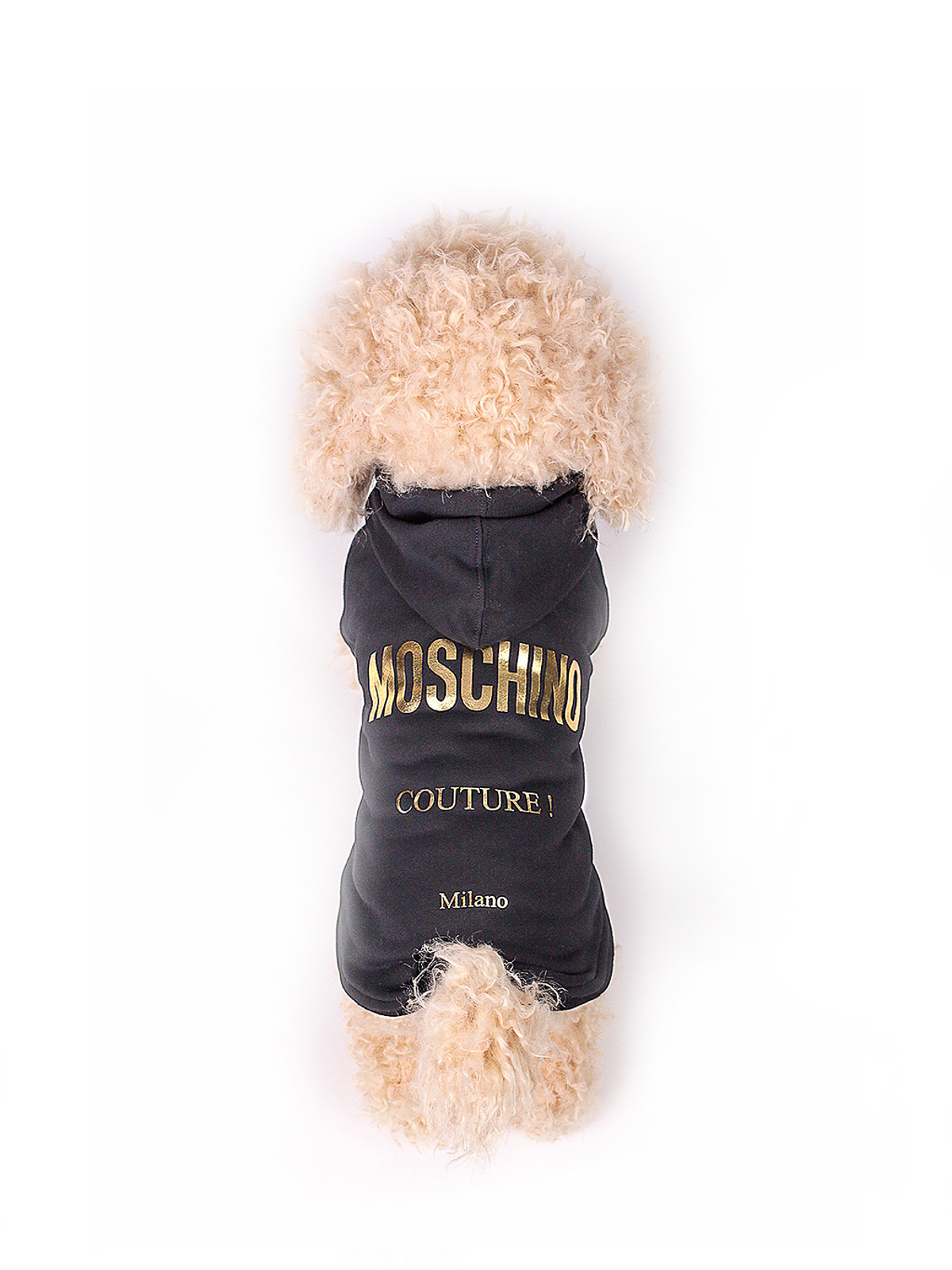 Shop Moschino Couture Dog Hoodie In Negro